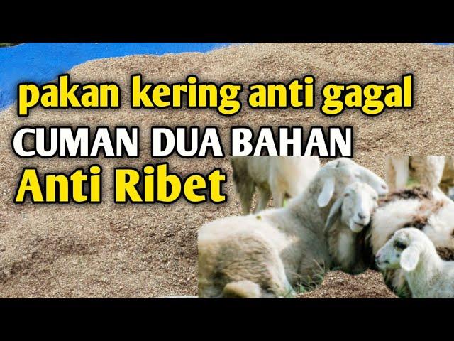 Pakan kering anti ngarit hanya DUA Bahan untuk Breding Kambing Domba