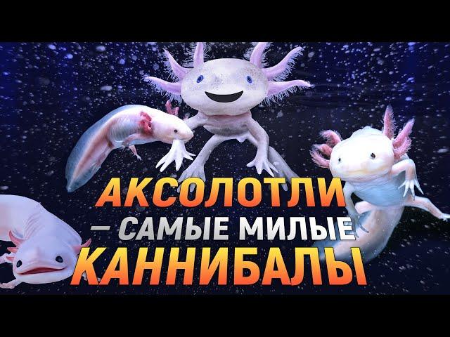 Аксолотли — самые милые каннибалы | DeeaFilm