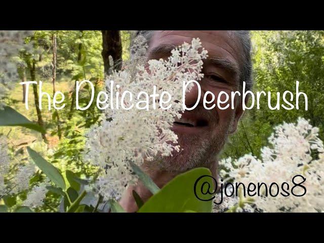 The Delicate Deerbrush