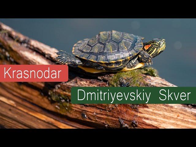 Дмитриевский сквер в Краснодаре. Dmitriyevskiy skver in Krasnodar 4K