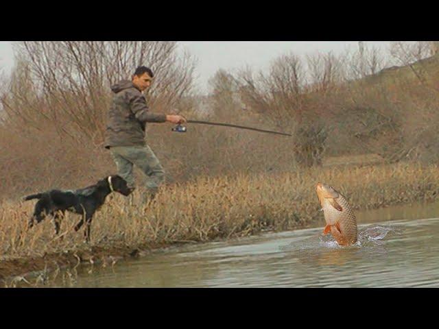 Olta ile büyük balık avı. Balığın vuruş anı yakın çekim. Köpeğim raki ile sabah suyu balık avı 2022