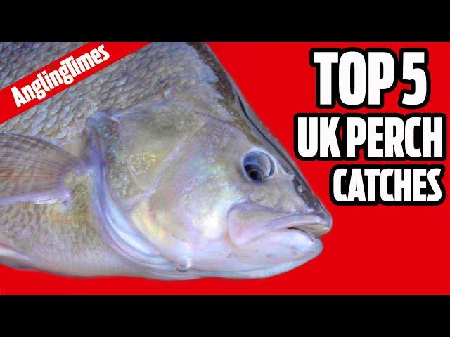 MONSTER perch fishing catches (UK) - Angling Times Top 5