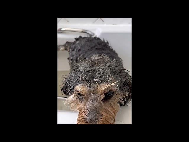 Daisy's Bath