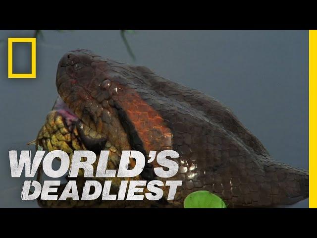 Anaconda Devours World's Largest Rodent | World's Deadliest