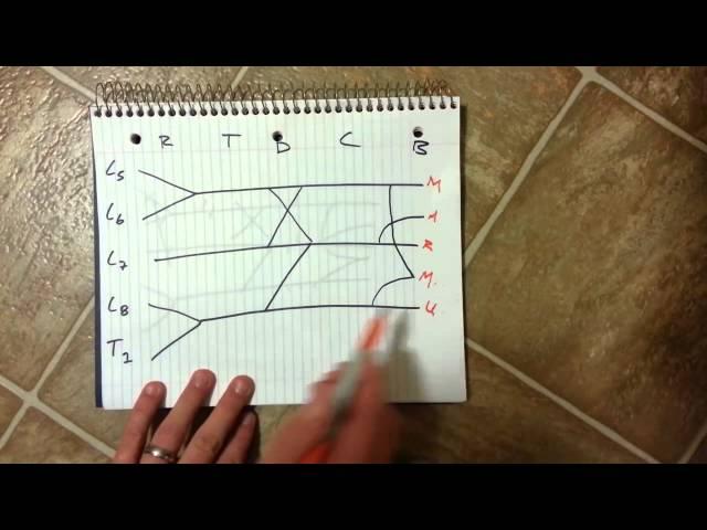 Brachial Plexus- How to draw it well in less than 20 seconds