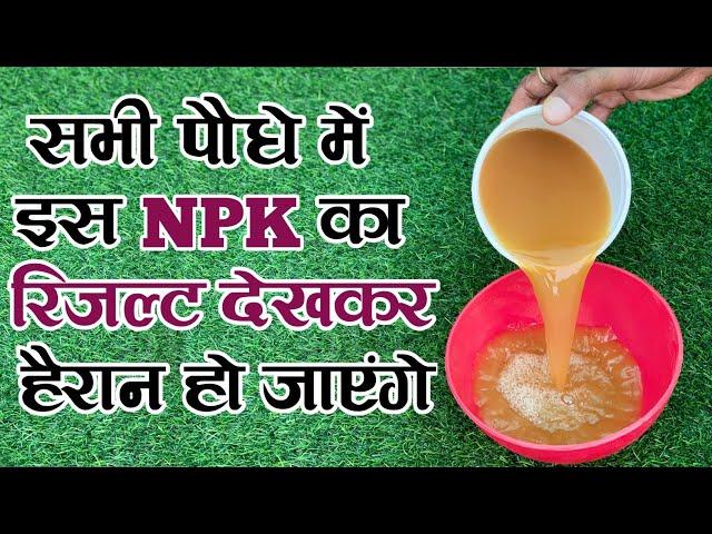 सभी पौधे के लिए बेस्ट है ये NPK | फल फूल और ग्रोथ के लिए |NPK Fertilizer|How To Make NPK Fertilizer