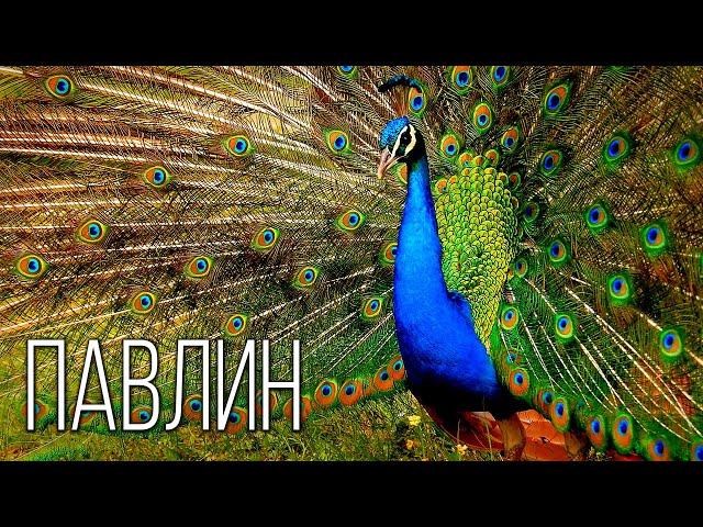 Peacock: The Royal Bird | Interesting Facts About Peacocks