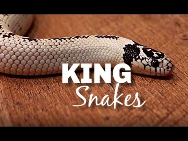 King Snake Care and Maintenance