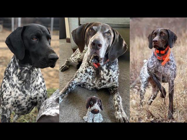 German shorthaired pointer | Funny and Cute dog video compilation in 2022.