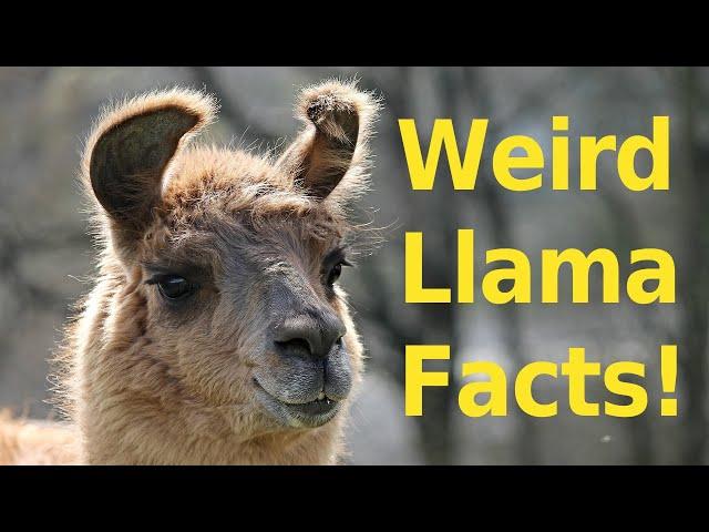 Top 10 Weird Llama Facts You Didn't Know!