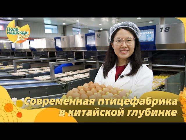 Современная птицефабрика в китайской глубинке