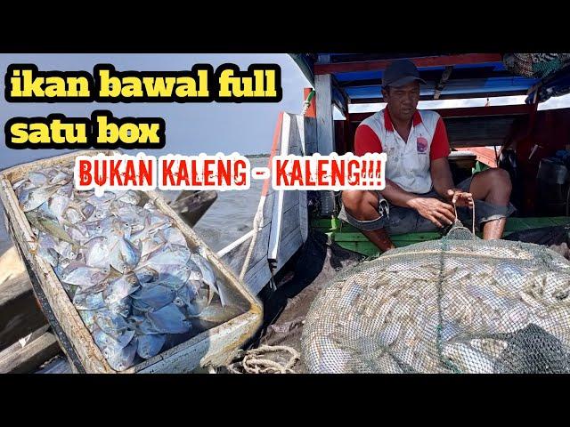 Perjuangan nelayan ikan bawal Kalimantan tengah||VLOG nelayan #5