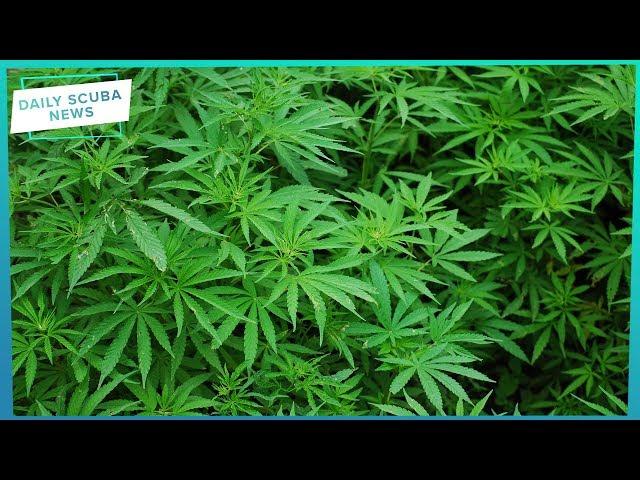 Daily Scuba News - Cannabis And Scuba Don't Mix?!