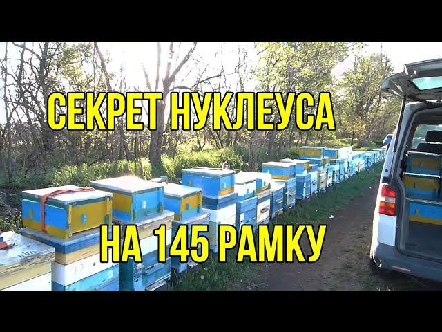 Вывод маток и  заселение пчелами нуклеусов на 145 рамку , подсадка маток . Продажа маток  бакфаст.