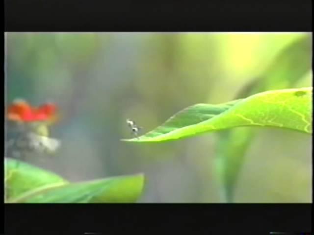 A Bug's Life (1998) Trailer 2 (VHS Capture)