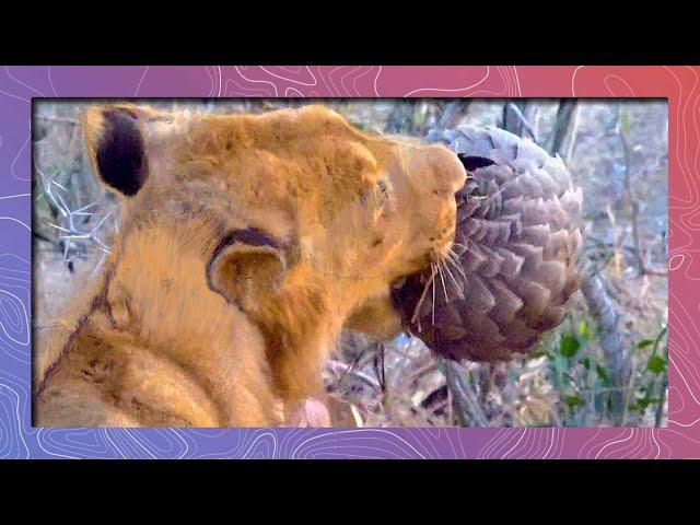 Sharp Teeth VS Sharp Scales - A Pangolin Defends Itself Against a Lion’s Jaws