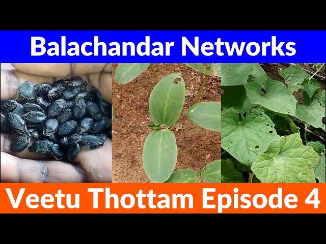 Veetu Thottam Episode 4 | How To Grow | பீர்க்கங்காய் | Balachandar Networks