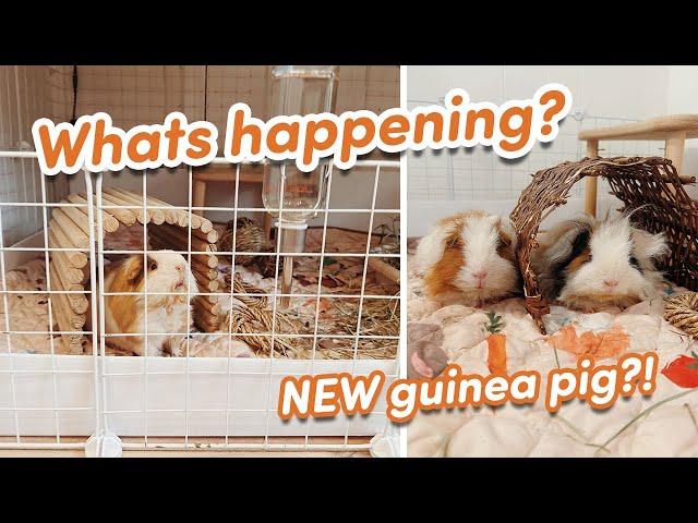 I'M GETTING A NEW GUINEA PIG!?!  pet update vlog