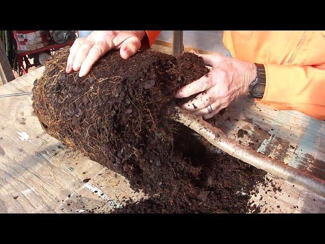 How To Peach Tree Transplanting