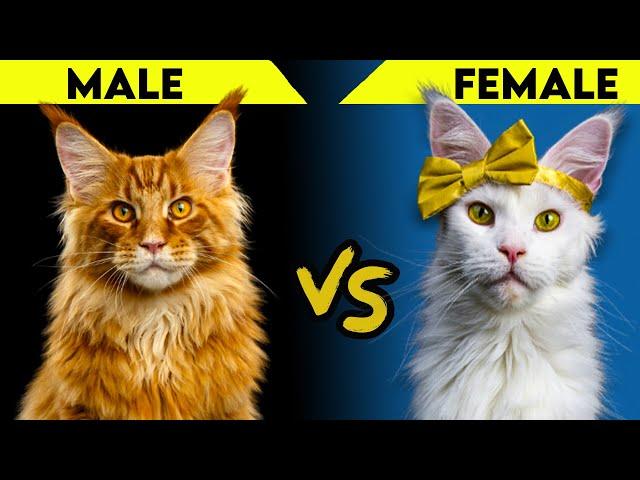 Maine Coon Cats - Male vs Female (Biggest Differences)