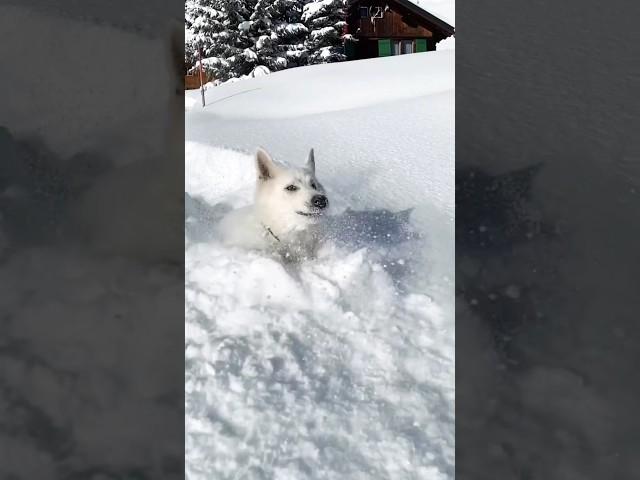 "Majestic Wolf in Icy Snow#shorts #trending#SnowyLandscapes#WolfInSnow#WildlifePhotography