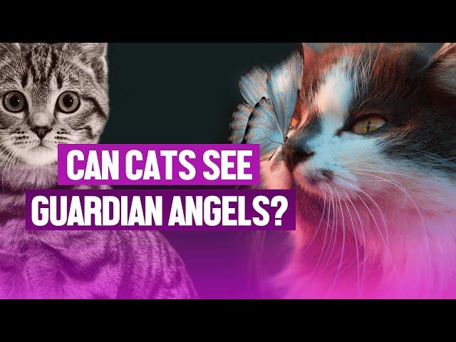 Can Cats See Guardian Angels And Spirits? Everything You Need To Know