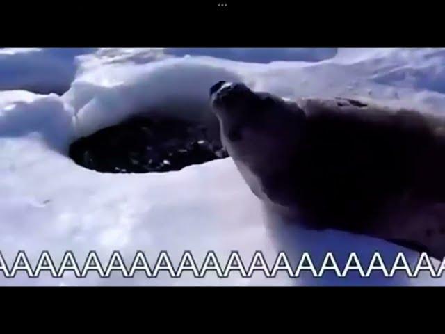 Seals says AAAAAAAAAAHHH (credits to @YesBacon)