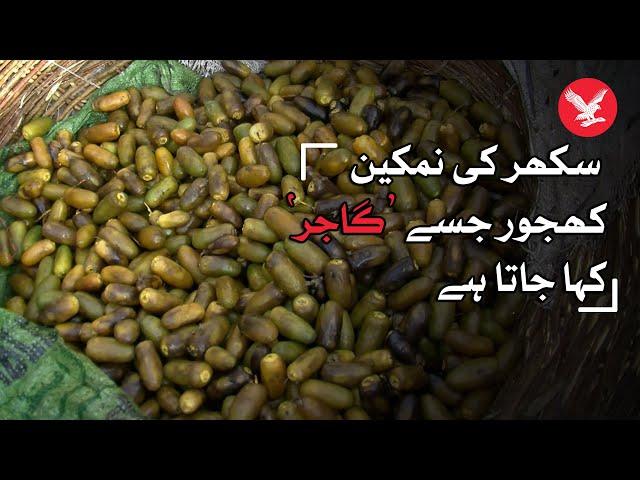 Unique salty dates of Sukkur