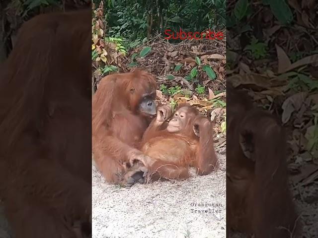 Induk Orangutan Hamil Tapi tetap sayang #wildlife #animalrescue #shorts #orangutan #animals