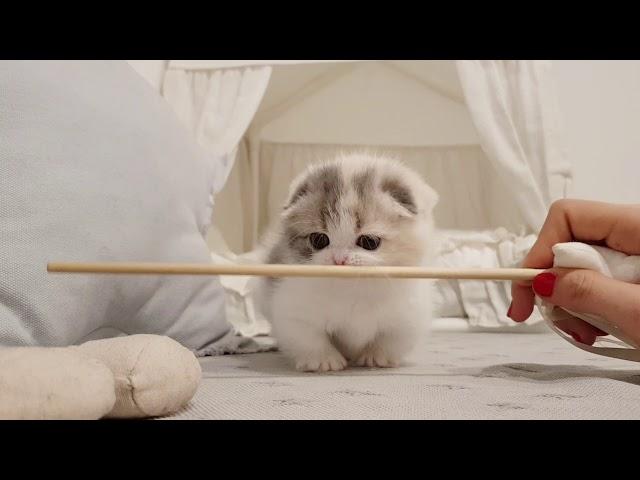 cute kitten videos short leg cat- KimsKennelUS