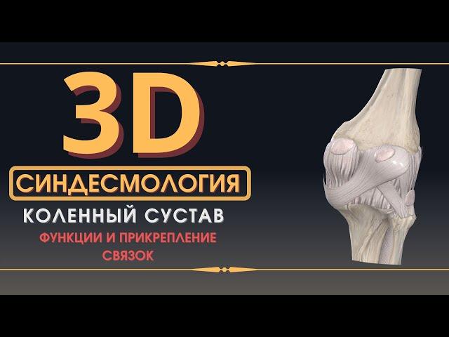 Связки Коленного Сустава - 3D Анатомия Связок - Часть 1