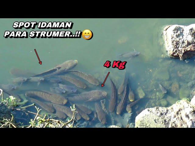 Spot idaman pemancing..! Mancing ikan gabus tepat di sarangnya