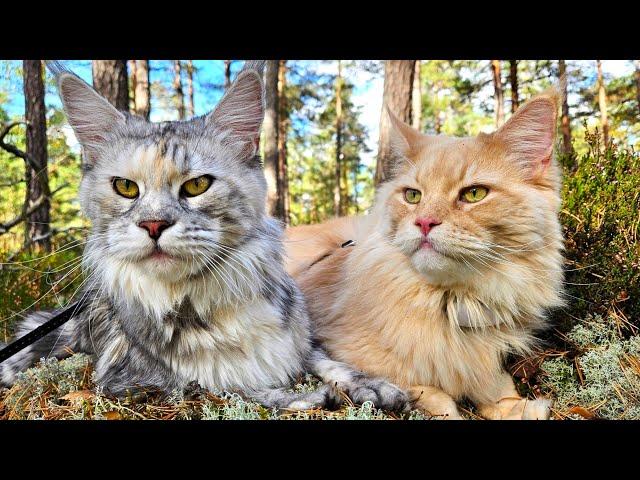 Freya and Buster's Fun Autumn Day In the Forest!