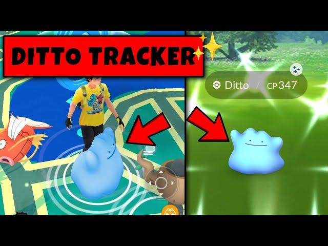 How to Catch Ditto in Pokemon Go ? Ditto Disguise September  in Pokemon GO | Pokemon Go Shiny Ditto