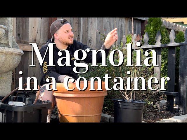 Planting a Magnolia ‘Ricki’  #garden #flowers #spring