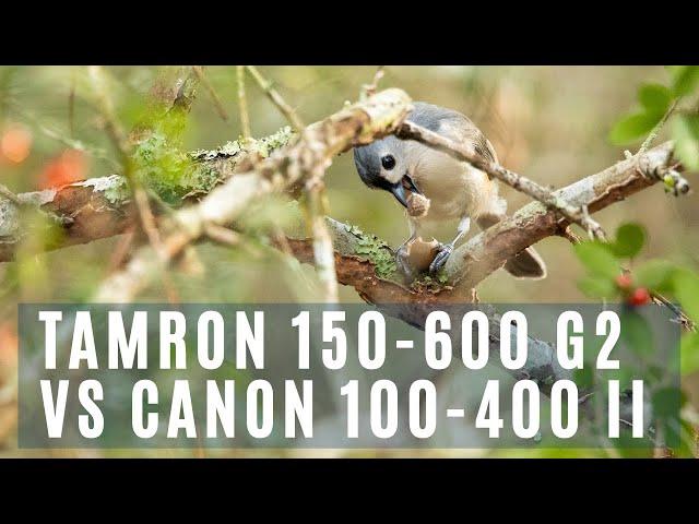 TAMRON 150-600mm G2 vs CANON 100-400mm II for BIRD PHOTOGRAPHY