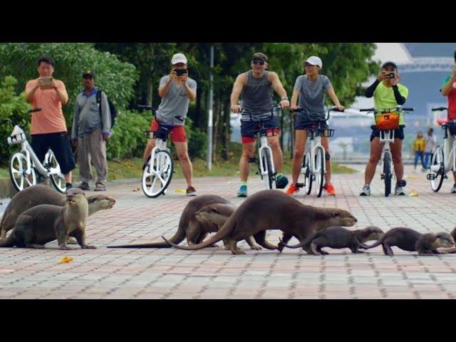 The Otters of Singapore | Cities: Nature's New Wild | BBC Earth