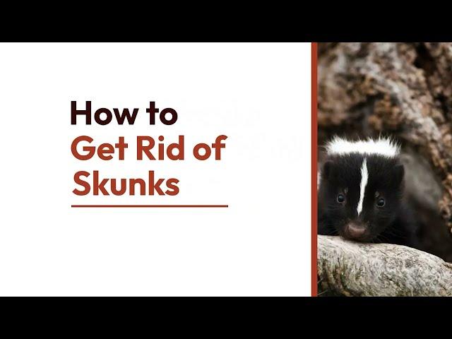 11 Ways to Get Rid of Skunks Fast | The Guardians Choice