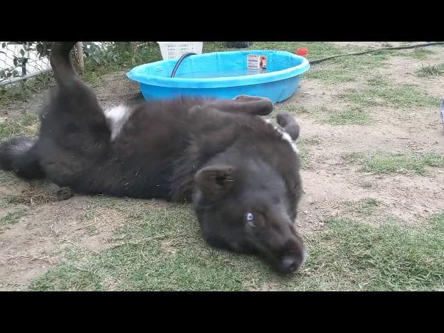 Wolfdog loves stinky fish