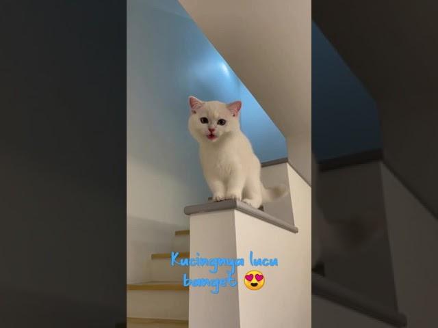 kucing ketawa lucu 