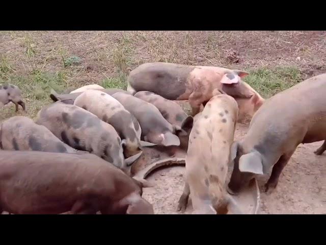 How to Start Native Pig Farming | Pamamaraan sa Pag aalaga ng Baboy | Backyard Farming