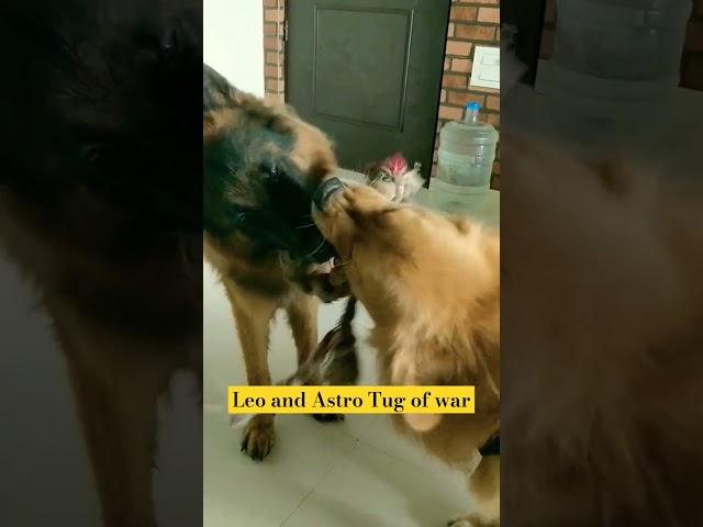 Tug of war Leo the 18months old German shepherd v/s  Astro The 3years old Golden Retriever..