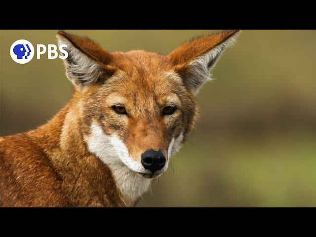 Ethiopian Wolf Vs. Mole Rat