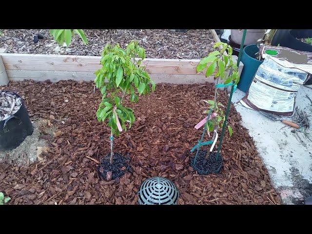 Lychee Tree Planting