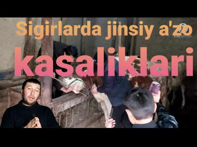 Sigirlarning  qochirish vaqidagi xatolar | veterinariya vlogs