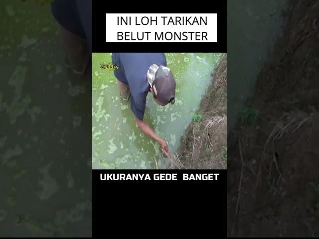 KEKUATAN TARIKAN BELUT MONSTER