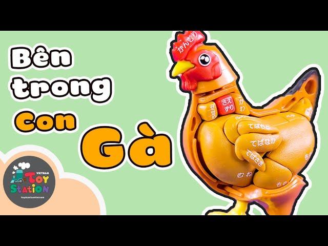 Bên trong con GÀ có những gì ToyStation 498