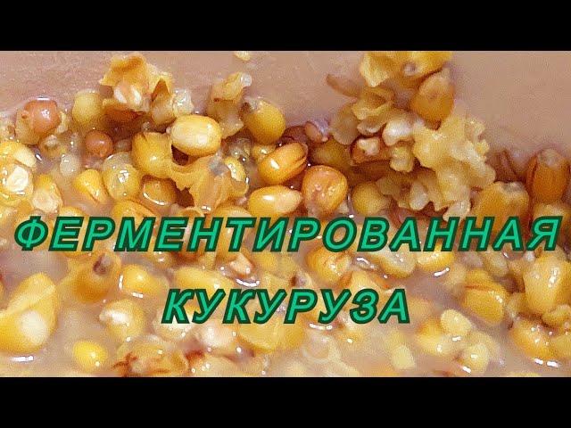 Секретный рецепт для рыбаков. Ферментированная кукуруза для карпа