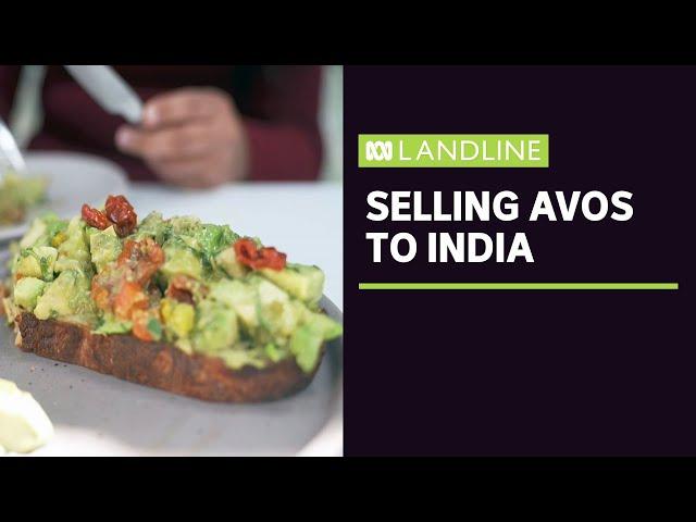 Local avocado industry starts marketing to India | Landline | ABC News