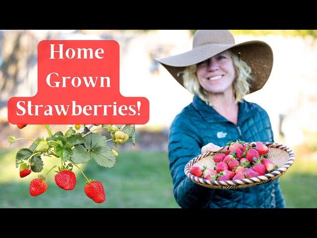 How to Grow Great Home Grown Strawberries For The Best Production